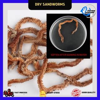 Umpun Dry Sandworms For Saltwater Fishing Lures Emergency Baits