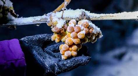 Bei Frost W Hrend Der Weihnachtsfeiertage War Eiswein Lese M Glich