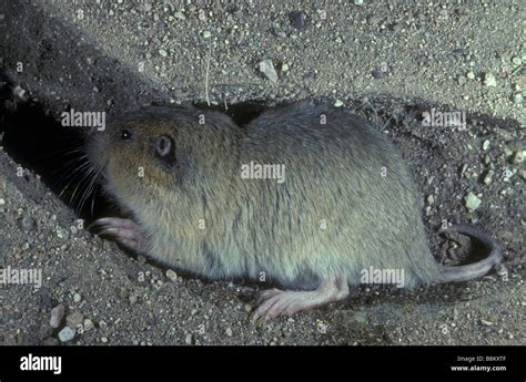 Pocket Gopher Hi Res Stock Photography And Images Alamy