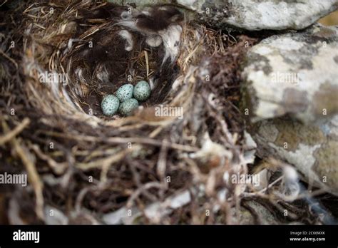 Bird nest in Ireland Stock Photo - Alamy