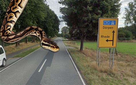 Wandelen In De Buurt Van Bourtange Grote Kans Dat Je Een Python Tegen