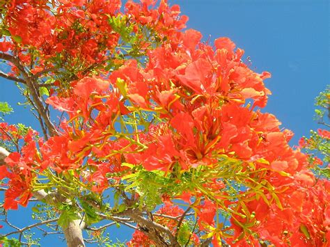 Flamboyant Tree Against Blue Sky By Lorna81 Redbubble