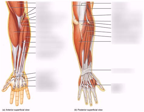 Forearm Muscles (Part 1) Diagram | Quizlet