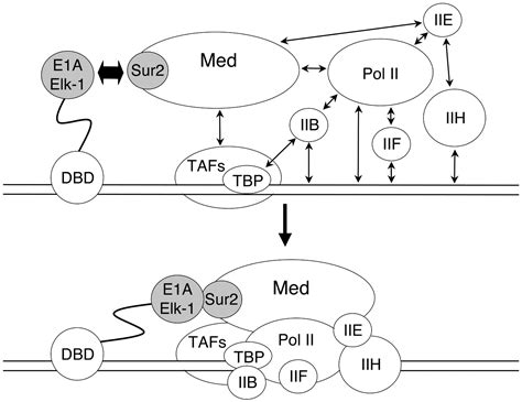 Activation Domain Mediator Interactions Promote Transcription Preinitiation Complex Assembly On