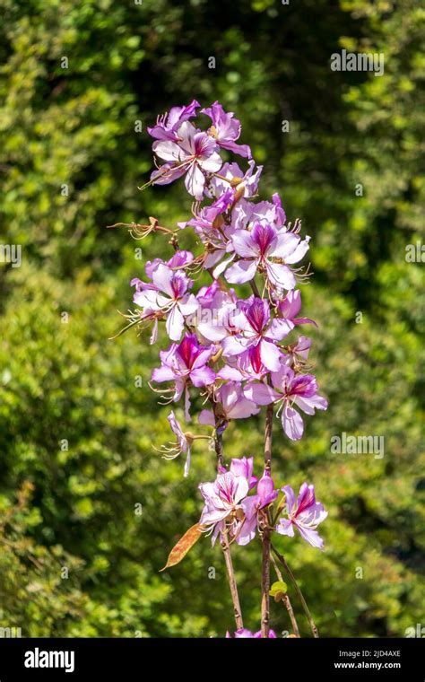 Pink Bauhinia Flowering Tree Blooming Closeup Of Purple Orchid Tree