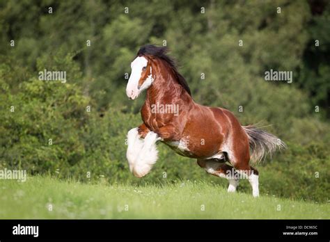 Clydesdale Horse Running