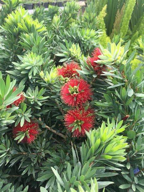 Dwarf Bottlebrush ‘Little John’ – Pooler Plant Pick-Up Station