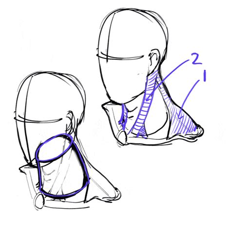 Beautiful Work Tips About How To Draw The Neck Shapemaybe