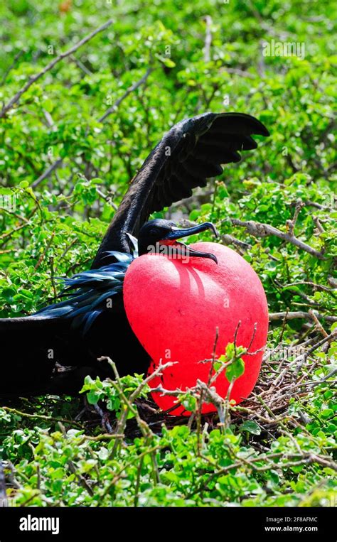 Frigatebird Mating Ritual High Resolution Stock Photography and Images ...