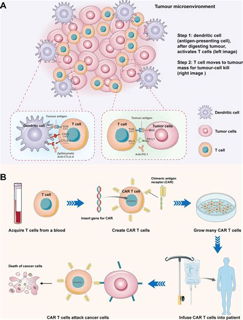 The Utilization Of Immune Checkpoint Inhibitors Such As The Ctla 4