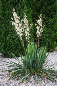 24 Different Types of Yucca Plant Varieties | Balcony Garden Web