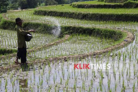 Merana Jatah Pupuk Subsidi Bagi Petani Di Kabupaten Madiun Tahun