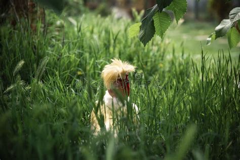 Bantam Naked Neck Silkie Chicken Stock Photo Image Of Farming