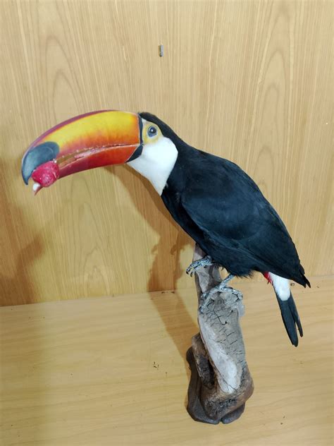 Ramphastos Toucan Taxidermy Full Body Mount Toco Toucan With Proof