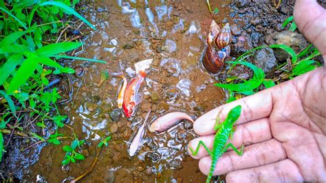 Menangkap Ikan Warna Warni Ikan Koi Bunglon Iguana Kadal Ikan Hias