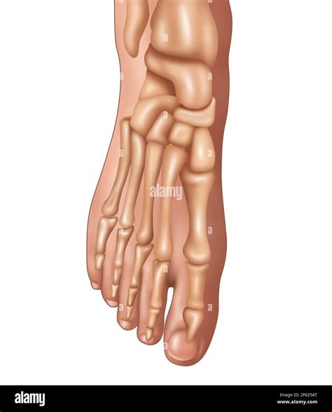 Foot Bones Anatomy Hi Res Stock Photography And Images Alamy