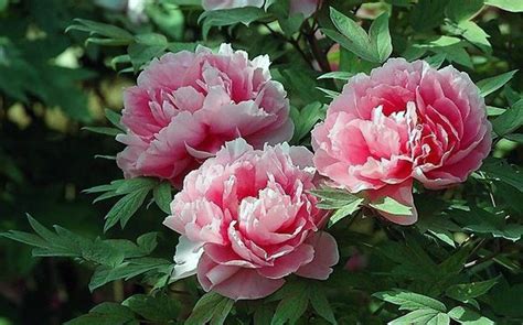 Feng Shui Love Peonies Garden Flowers Peonies