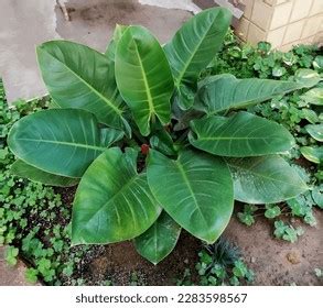 Philodendron Erubescens Plant Flowering Plant Blushing Stock Photo