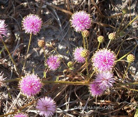 Pin by Sandy Kennedy on Florida Native Plants | Florida native plants ...