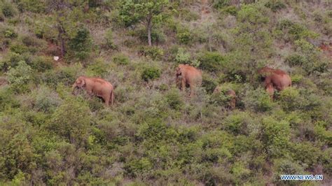 China S Migrating Elephant Herd Travels Southwards 2 People S Daily Online