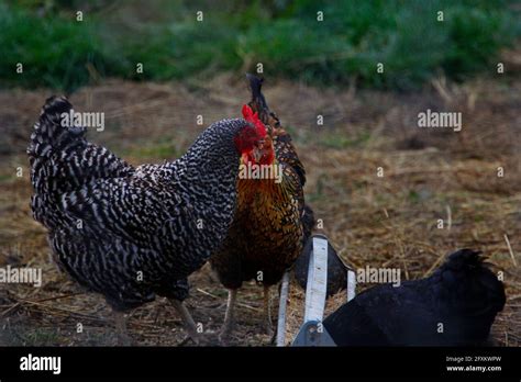 A Trio Of Chicken Hens Feeding From A Trough Stock Photo Alamy