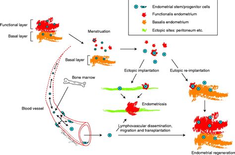 Human Uterine Stem Progenitor Cells Their Possible Role In Uterine