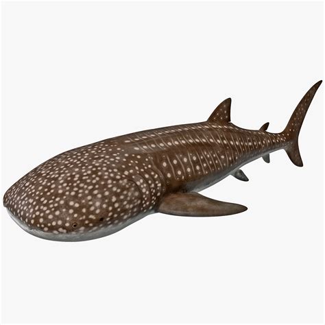 Whale Shark 3d Model 39 Ma Obj Fbx Free3d