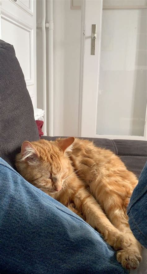 An Orange Cat Laying On Top Of A Person S Legs