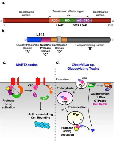 Toxins Free Full Text Autoproteolytic Activation Of Bacterial Toxins