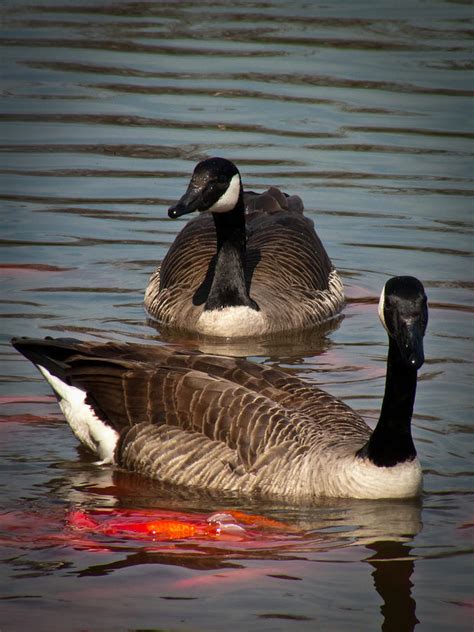 Canadian Geese With Fancy Carps Photograph By Jiayin Ma Fine Art America