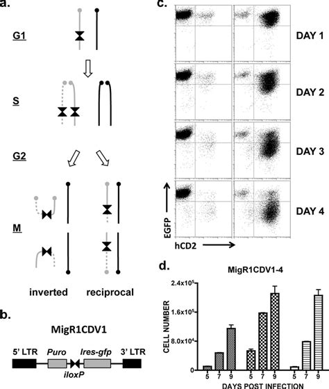 A Cre Lox Mediated Sister Chromatid Recombination Gray And Black Bars