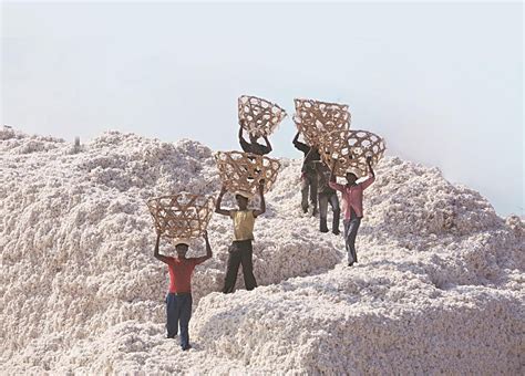 Sustaining The Cotton Revolution Is Vital For The Textile Sector S