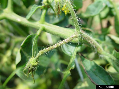 Bacterial Canker And Wilt Of Tomato Clavibacter Michiganensis Ssp