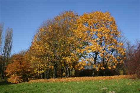 Fotos Gratis Paisaje Rbol Naturaleza Bosque Planta Prado