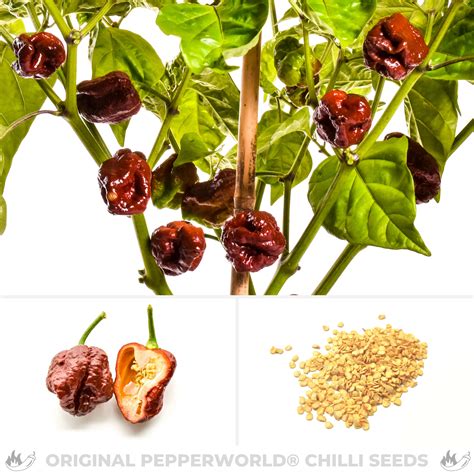 Trinidad Moruga Scorpion Chocolate Chilisamen Online Kaufen Pepperworld Hot Shop