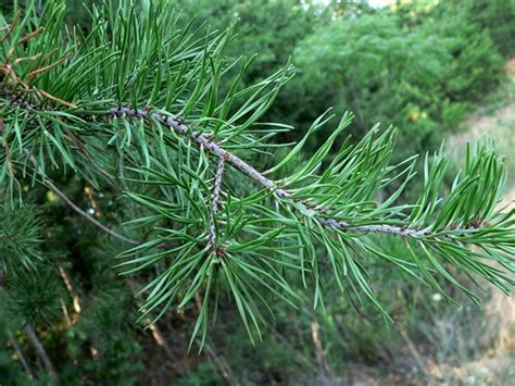 Pinus Virginiana