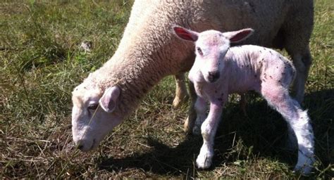 Essex Farm Surprise Lamb Essex On Lake Champlain