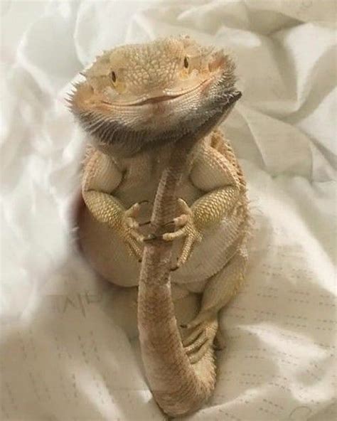 Bearded Dragon Funny Lizards Pet Lizards Cute Reptiles Reptiles Pet