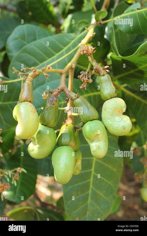 Where Do Cashews Grow