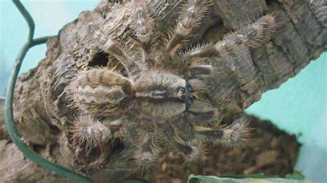 Amazing Camouflage Of Indian Ornamental Tree Spider P Regalis