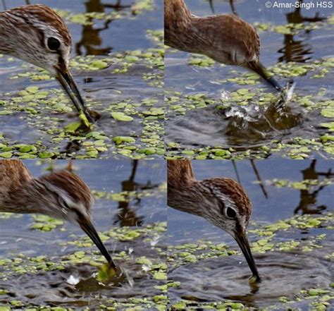 Wood Sandpiper– feeding and prey during migration - Bird Ecology Study ...