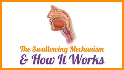 The Swallowing Mechanism How It Works Youtube