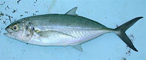 Green Jack Fish Pictures And Species Identification