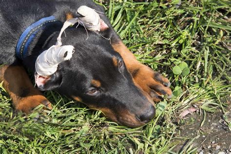 Doberman With Uncropped Ears The Truth About Ear Cropping