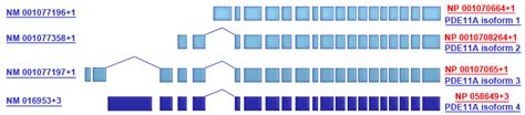 Pde11a Phosphodiesterase 11a