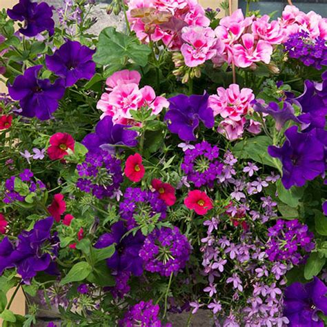 Summer Sensation Pre Planted Hanging Baskets 25cm YouGarden