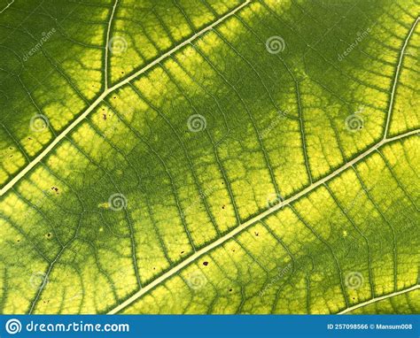 Textura Verde Da Folha De Bife Foto De Stock Imagem De Nave Macro