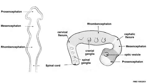 Neural - Rhinencephalon Development - Embryology