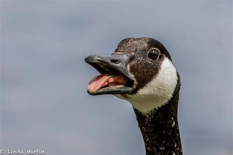 Canadian Geese Teeth