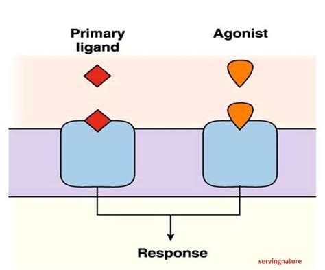 Healthy Body-Healthy Mind: ANS Receptors